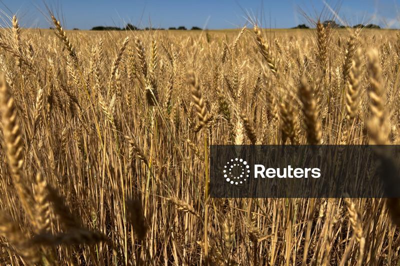 Dívida agrícola dos EUA atinge nível recorde;  dados oficiais podem subestimar valor