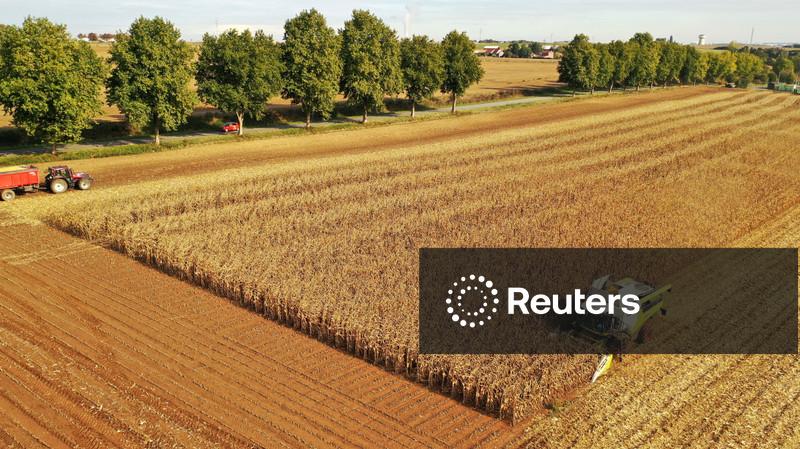 França reduz previsões para safras de milho e beterraba sacarina a novas mínimas