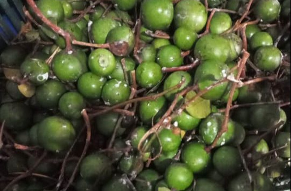 Sorva: o látex da Amazônia que vira bebida na floresta e intrigou os laboratórios da Ufam