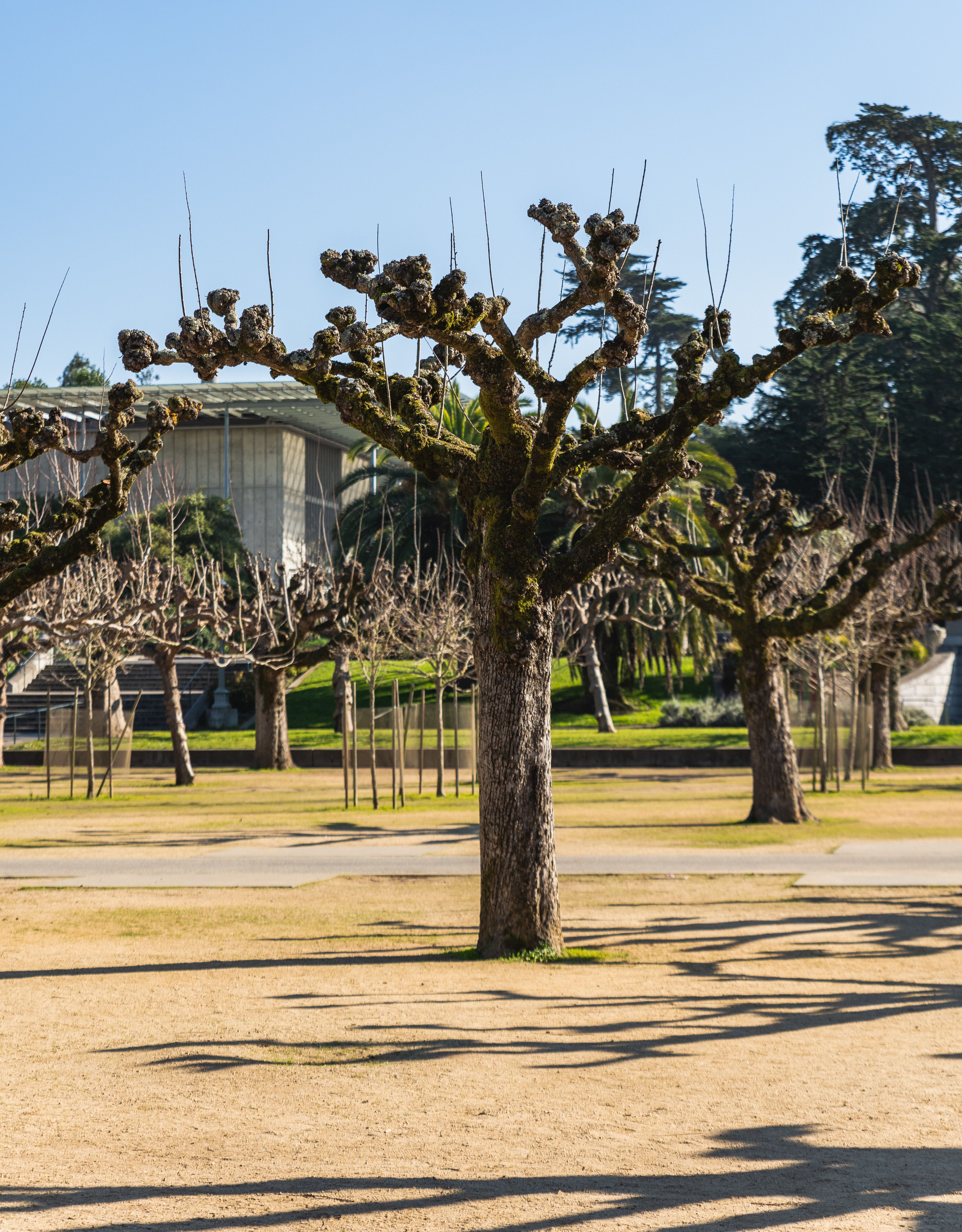 Praça Osório é isolada para pedestres após nova queda de galho