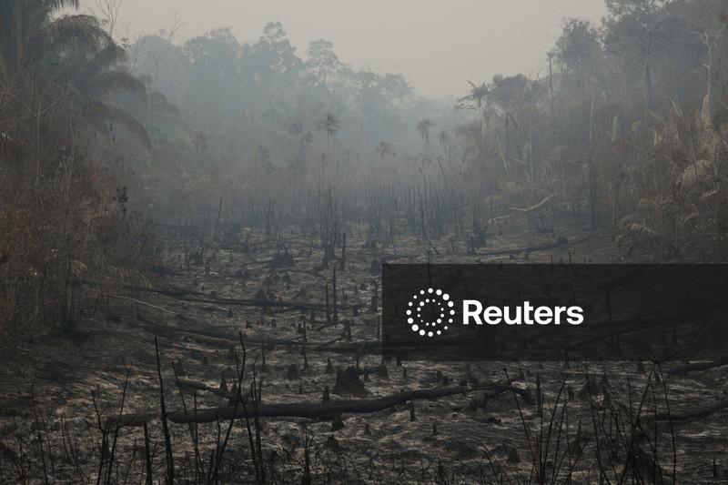 Países chegam a acordo na COP17 para medidas de biodiversidade, mas ainda falta dinheiro
