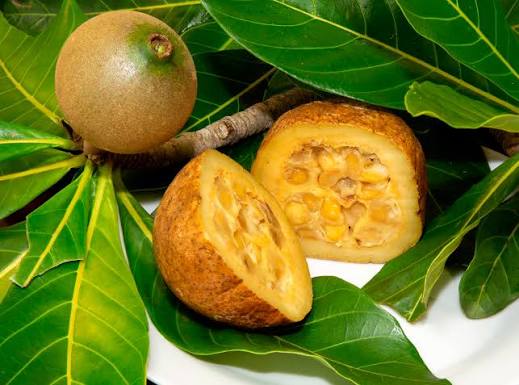 Jenipapo: a fruta que pintava guerreiros indígenas e hoje interessa à indústria farmacêutica, mas sem comprovação médica