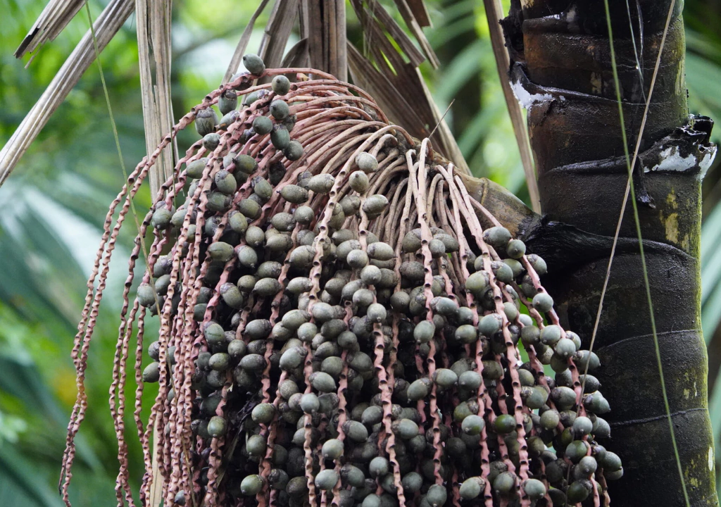 Patauá: a palmeira amazônica cujo óleo lembra o azeite, mas cura ainda não é comprovada