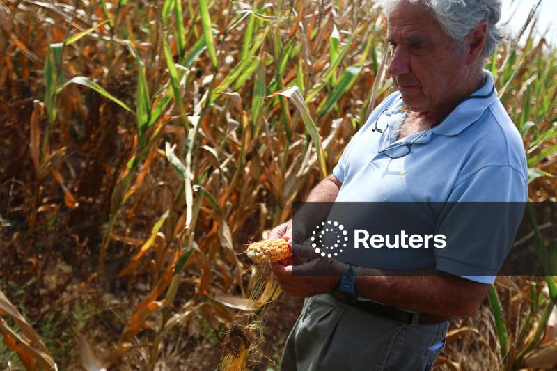 Adido do USDA estima produção de milho da Argentina 2026/27 em 62 mi t