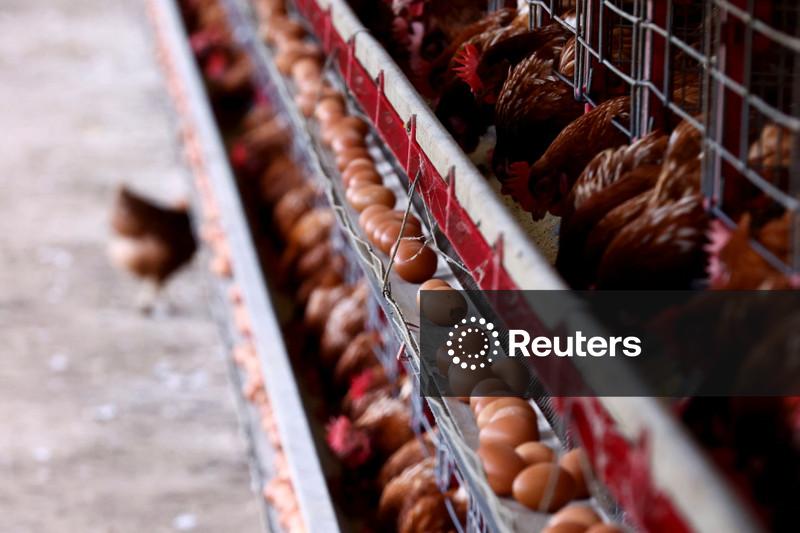 Produção de ração animal no Brasil cresceu 4,2% no 1º semestre, diz Sindirações