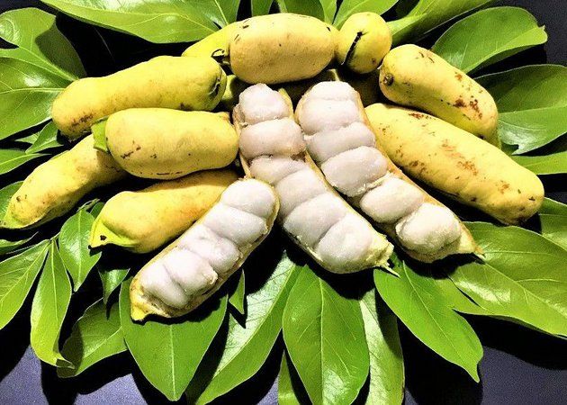 Ingá: a fruta de vagem dos quintais amazonenses que a ciência testou contra dor e inflamação