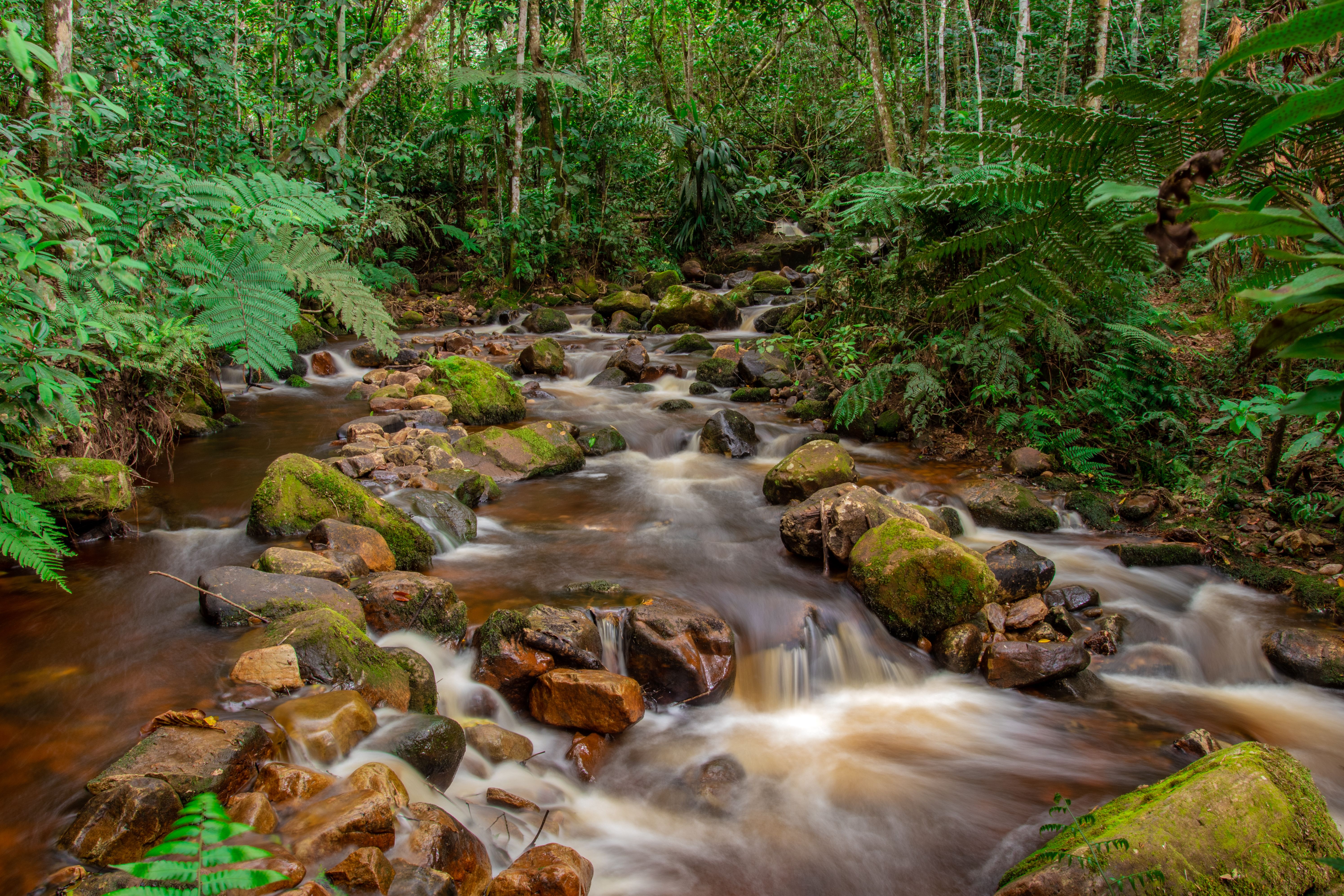 Pracaxi: a semente amazônica colhida sem cortar a árvore que virou aposta da cosmética internacional