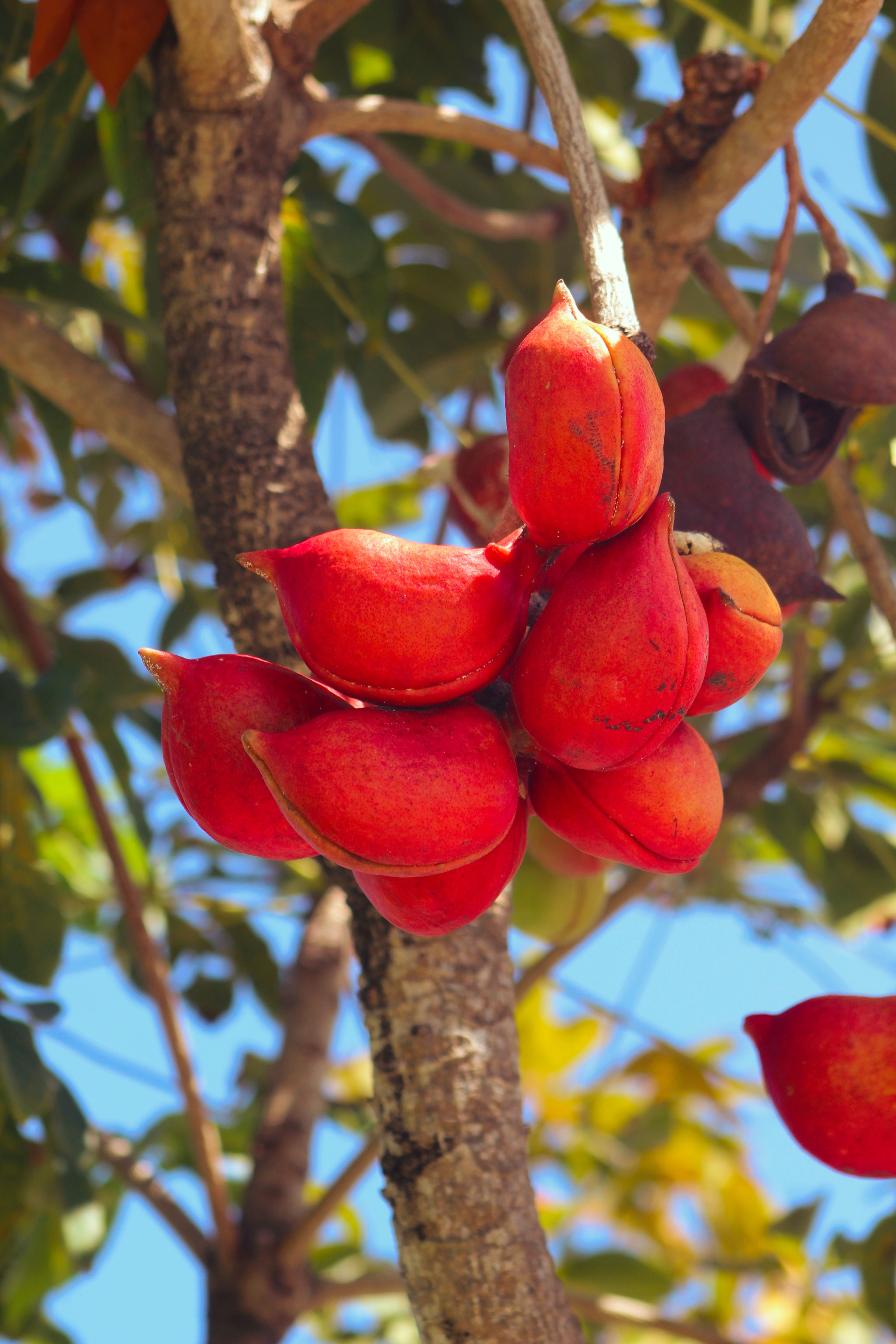 Ingá: a fruta de vagem dos quintais amazonenses que a ciência testou contra dor e inflamação