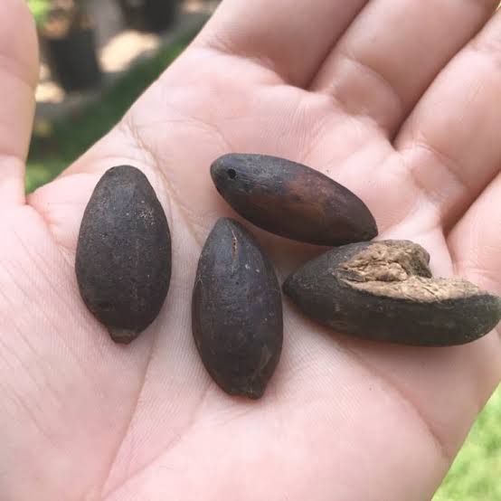 Puxuri: a semente aromática do Amazonas que virou tempero de chef e esconde o composto do sassafrás