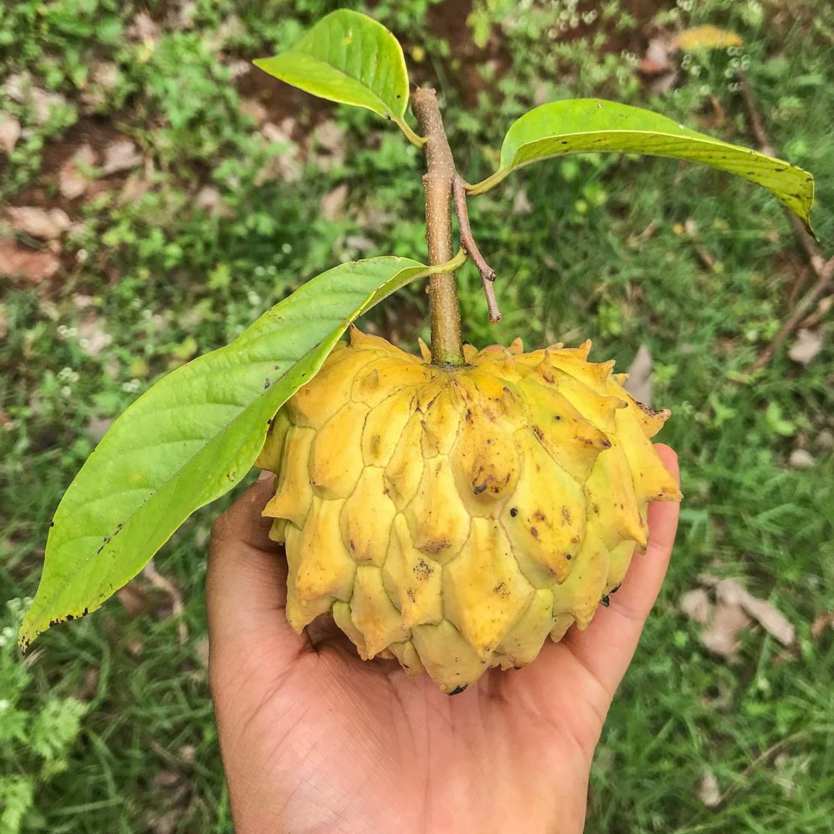 Biribá: a fruta com gosto de torta de limão que a ciência testa contra o colesterol, mas só em laboratório