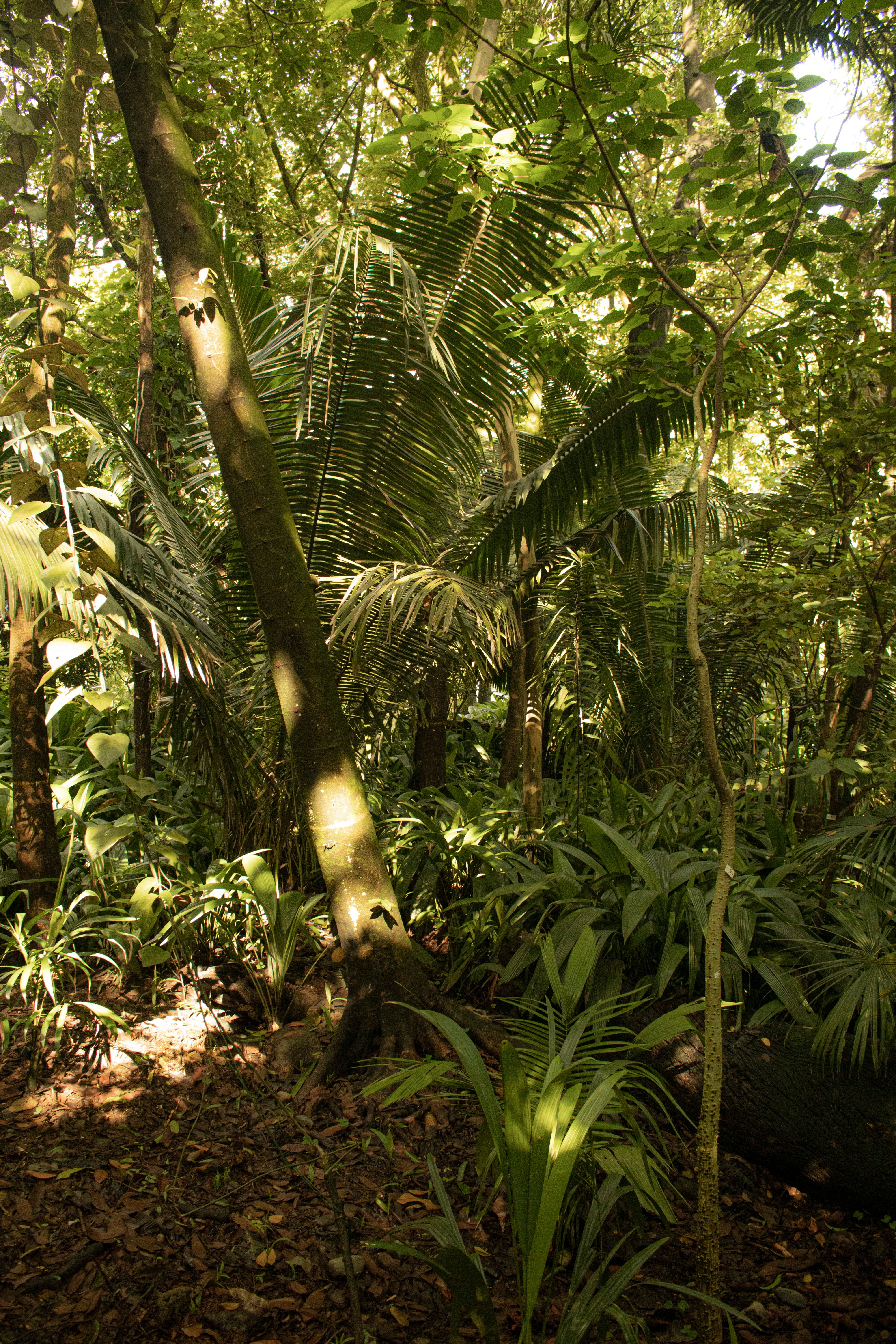 Sorva: o látex da Amazônia que vira bebida na floresta e intrigou os laboratórios da Ufam