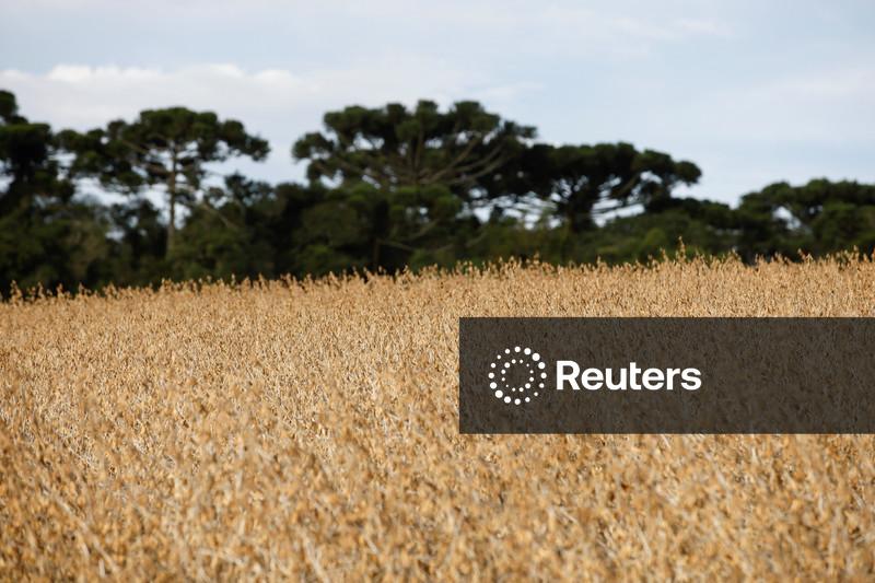 Plantio de soja em Mato Grosso segue adiantado, com 75,81% das áreas semeadas, diz Imea