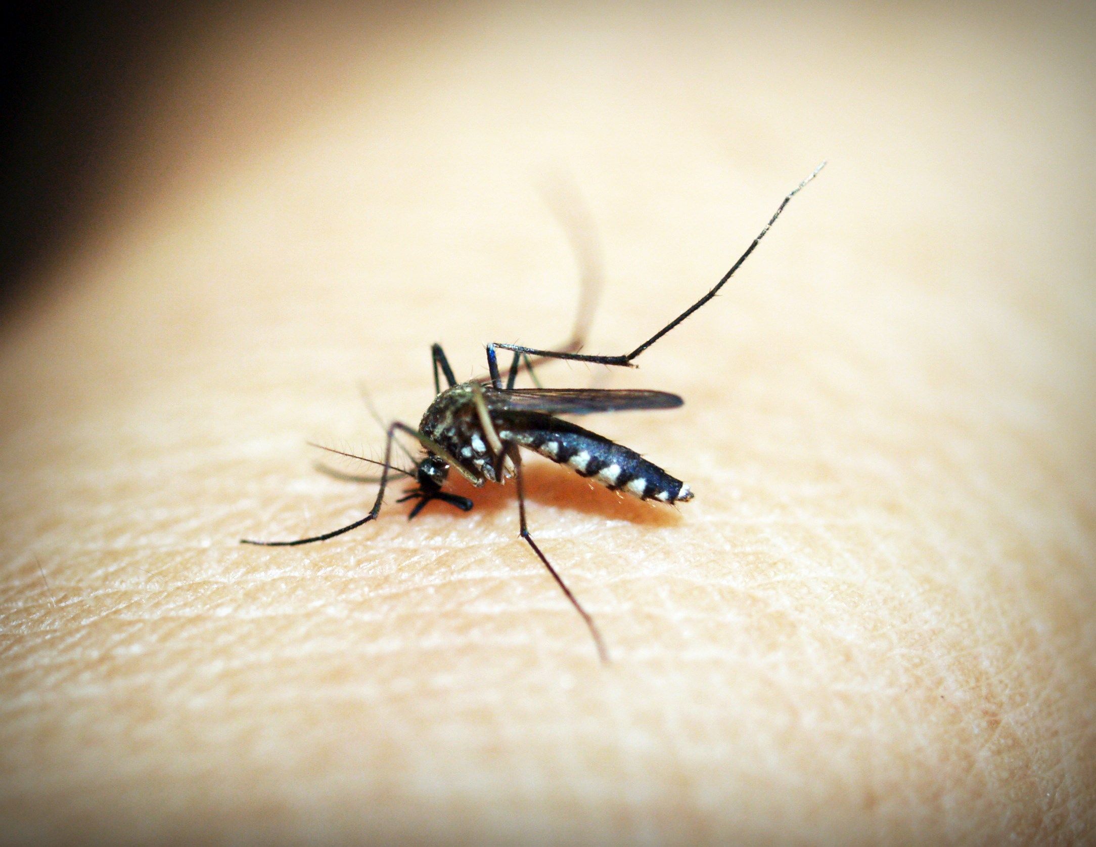 Mutirão contra a dengue chega a Santa Felicidade e Matriz nesta quinzena