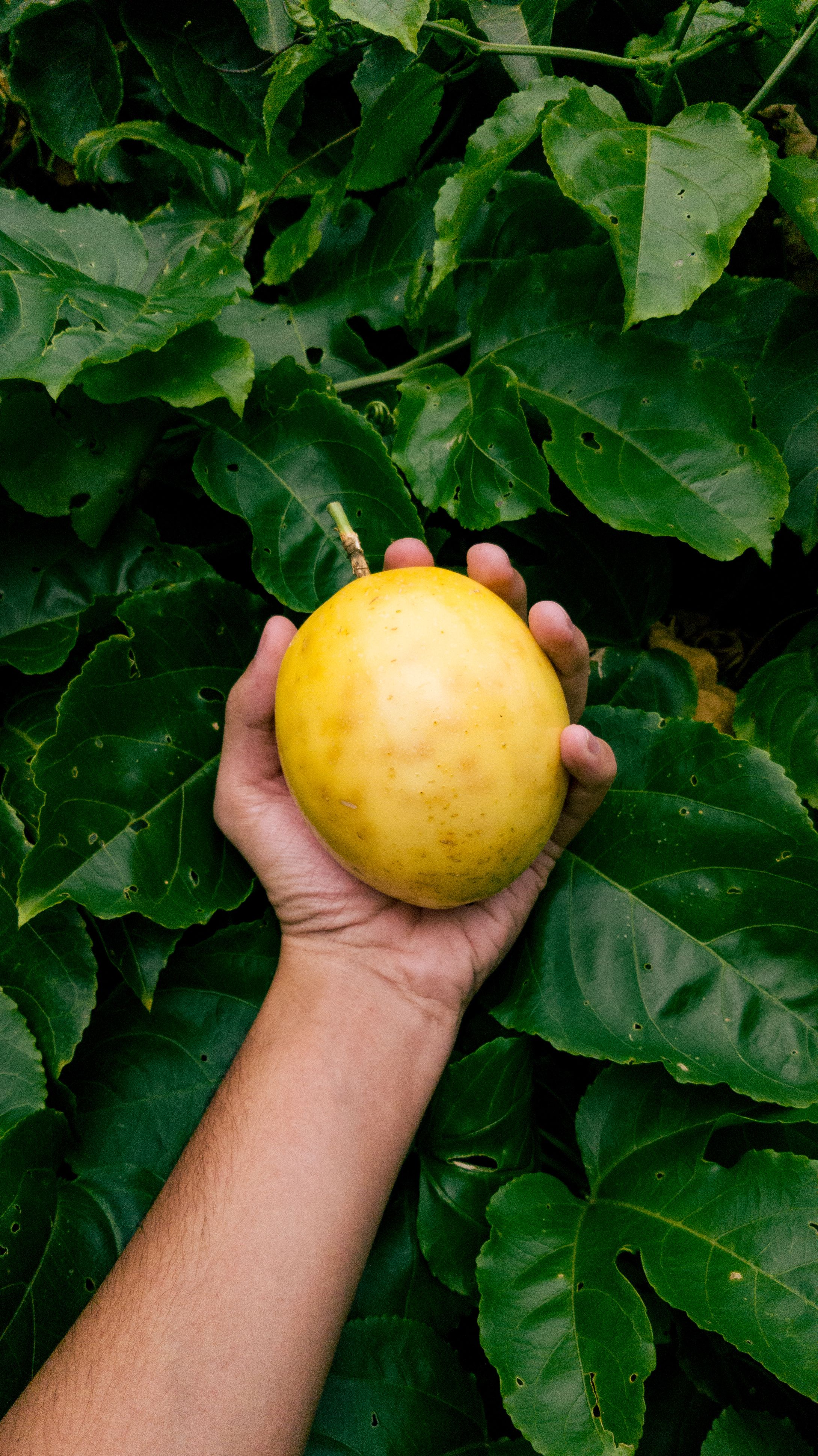 Abiu: a fruta amazônica mais calórica entre as nativas, mas pobre em vitamina C