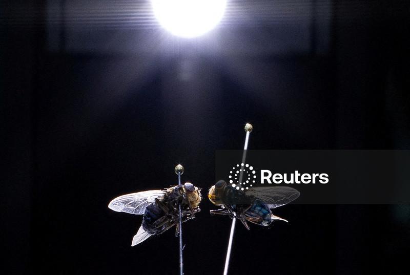 Departamento de Agricultura dos EUA confirma primeira detecção da mosca-da-bicheira do Novo Mundo em animal silvestre no país