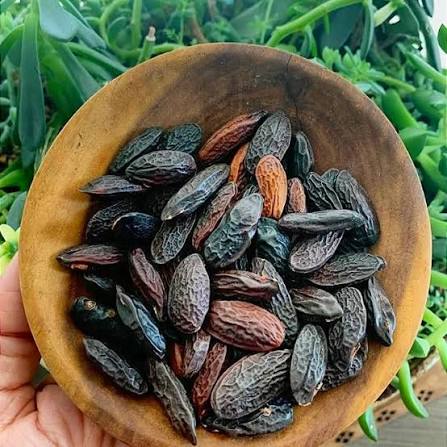 Cumaru: a semente amazônica cobiçada em perfumes que esconde um limite químico