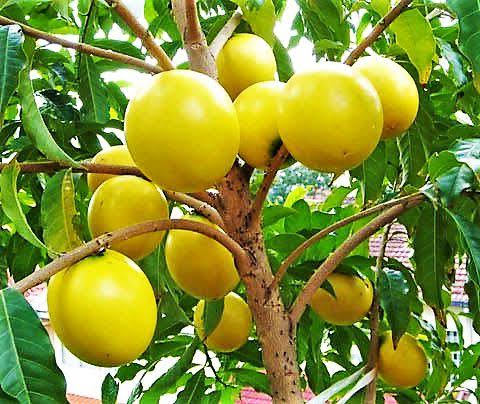 Abiu: a fruta amazônica mais calórica entre as nativas, mas pobre em vitamina C